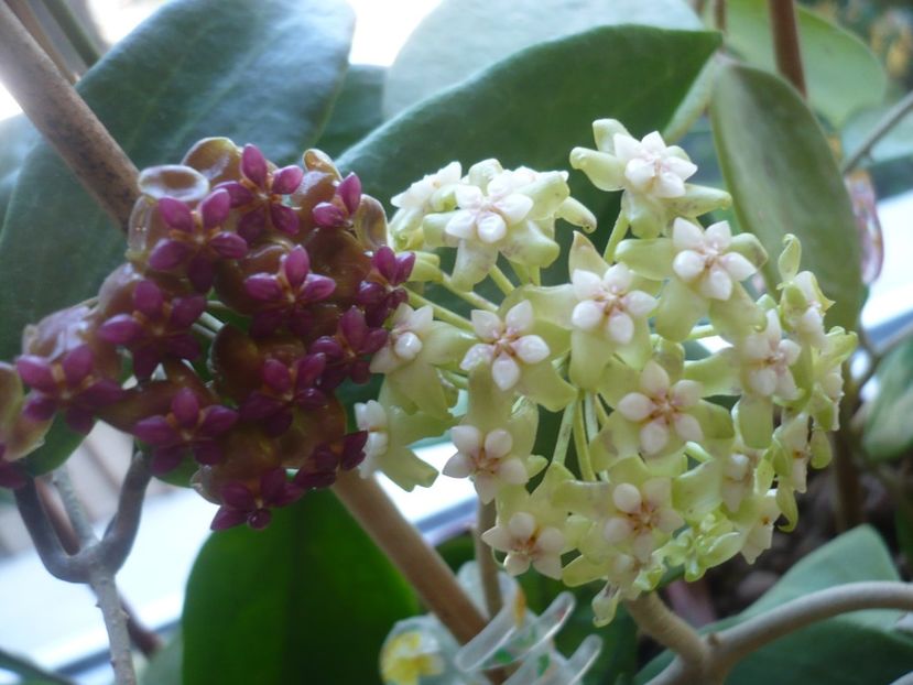 P1370981 - HOYA 2018-1