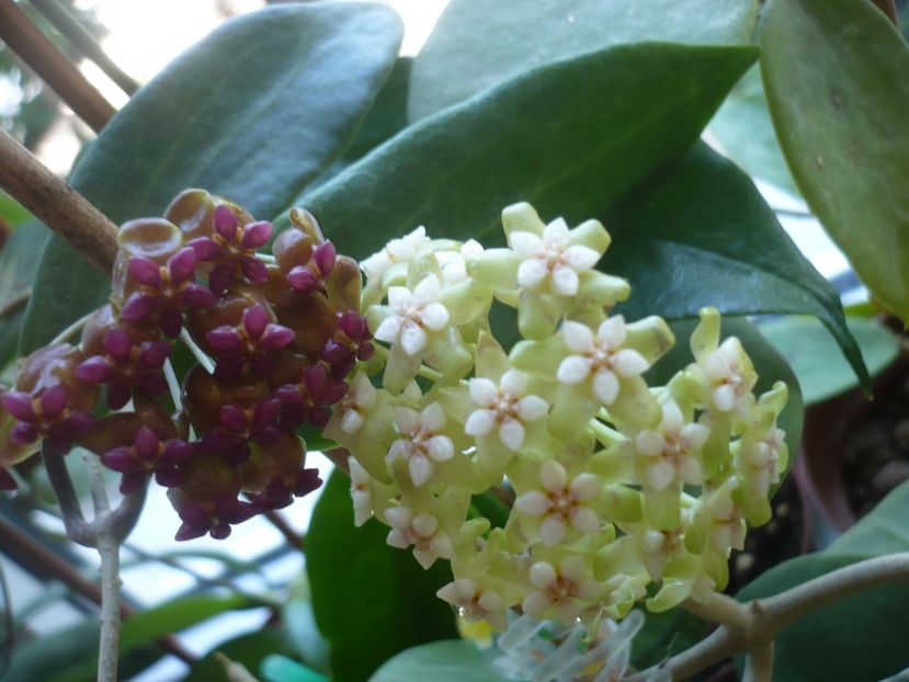 P1370982 - HOYA 2018-1