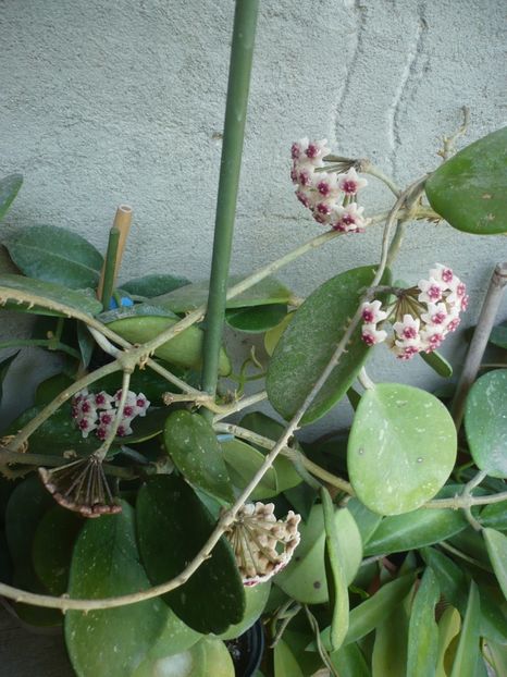 P1380006 - HOYA 2018-1