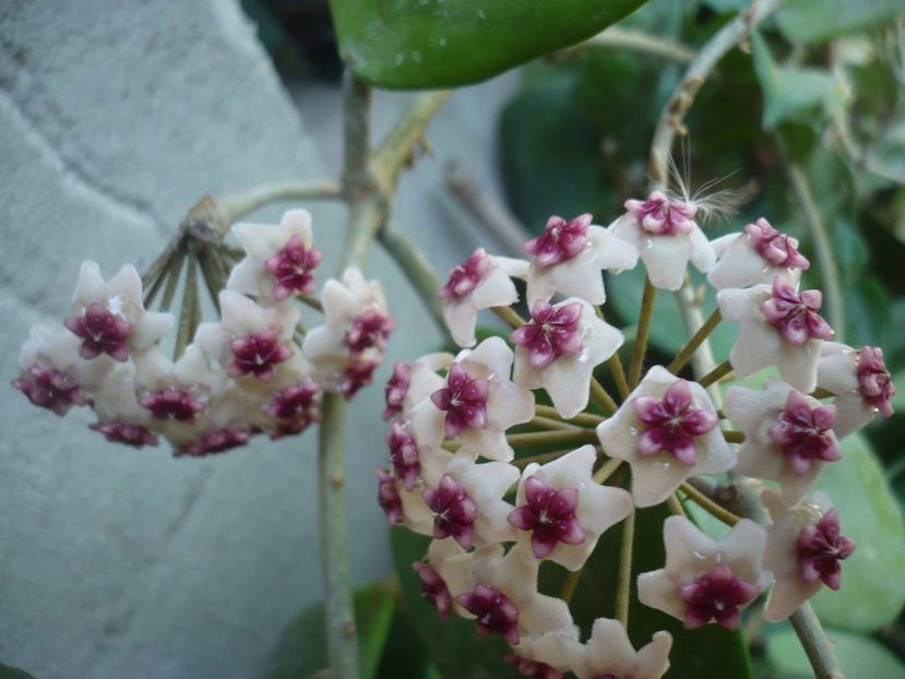 P1380007 - HOYA 2018-1