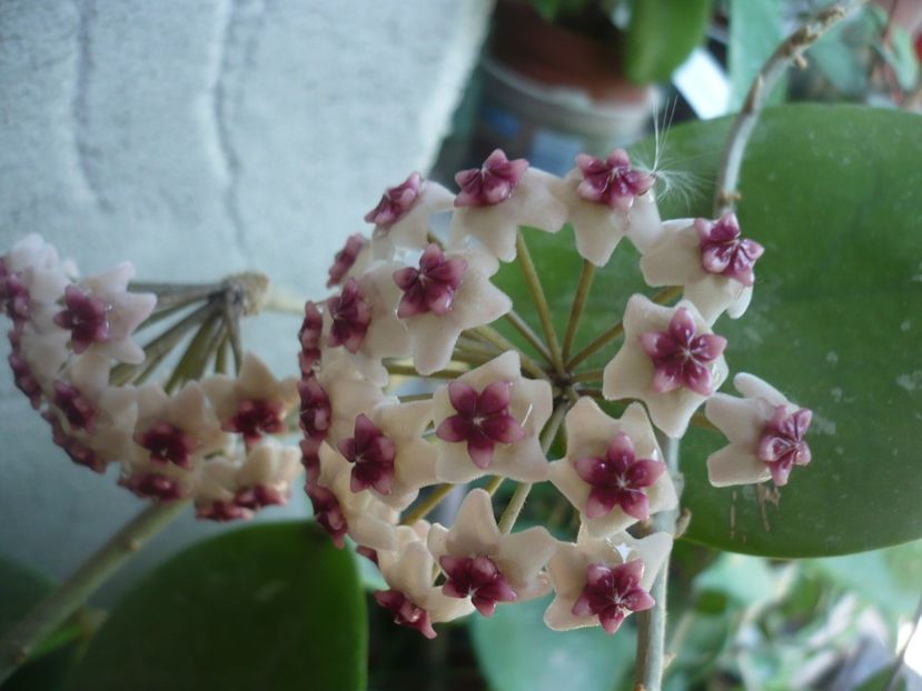 P1380009 - HOYA 2018-1