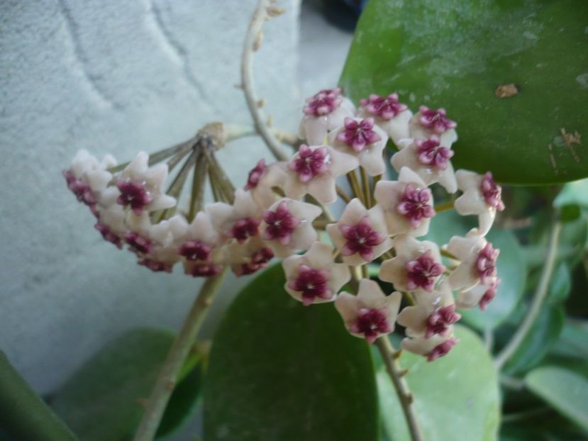 P1380010 - HOYA 2018-1