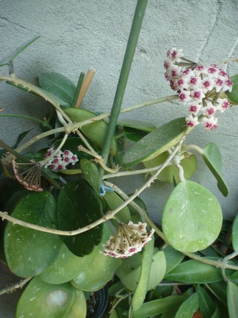 P1380011 - HOYA 2018-1