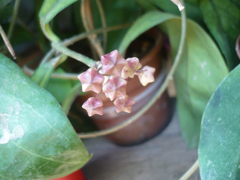 P1380012 - HOYA 2018-1