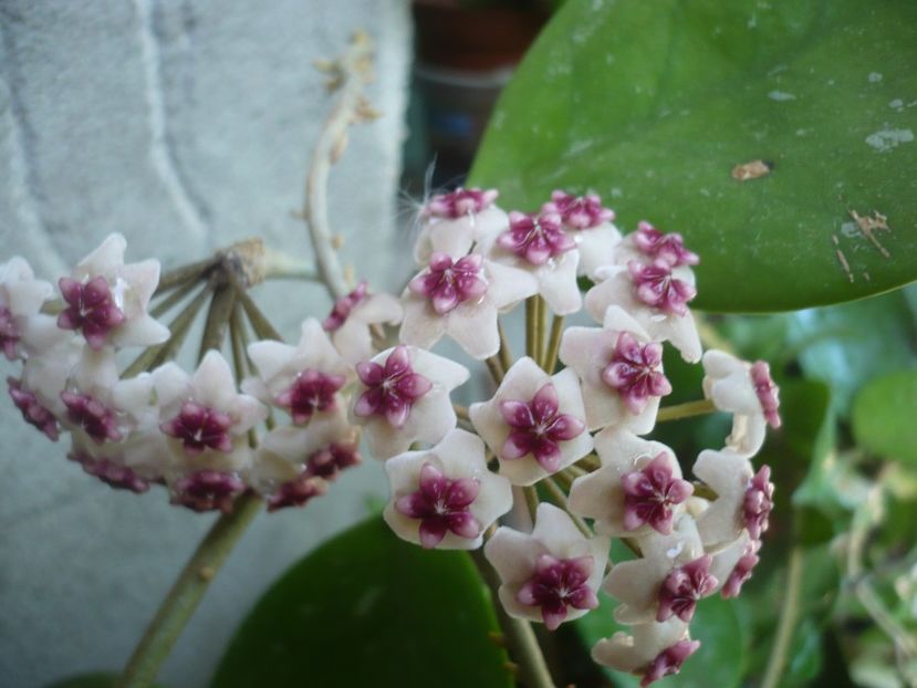 P1380013 - HOYA 2018-1