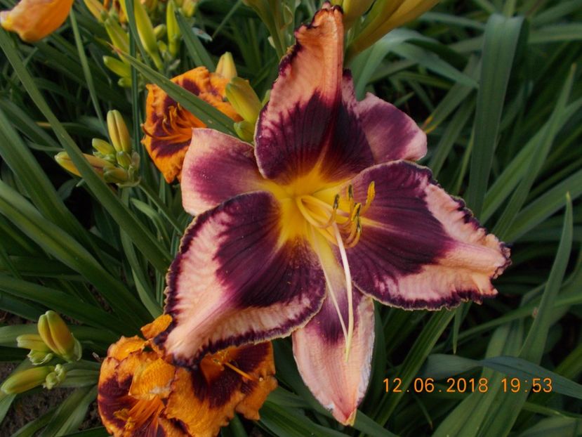  - Hemerocallis 2018