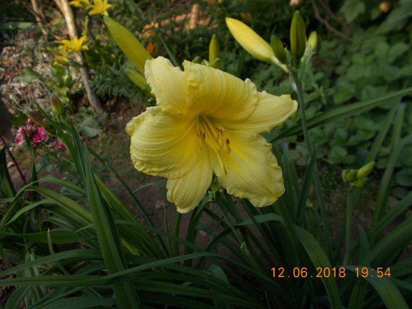  - Hemerocallis 2018