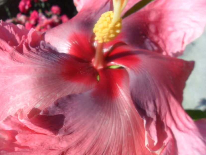  - 000-hibiscusi deosebiti