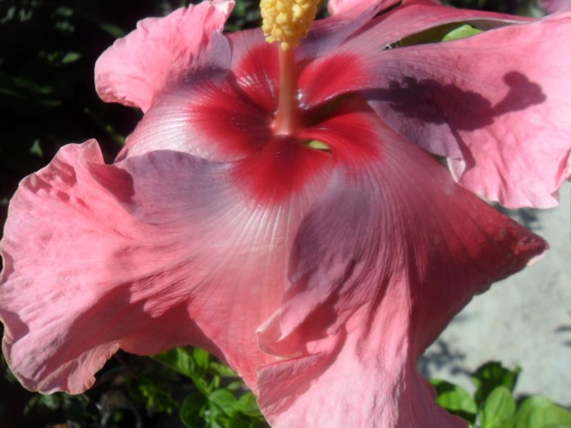  - 000-hibiscusi deosebiti