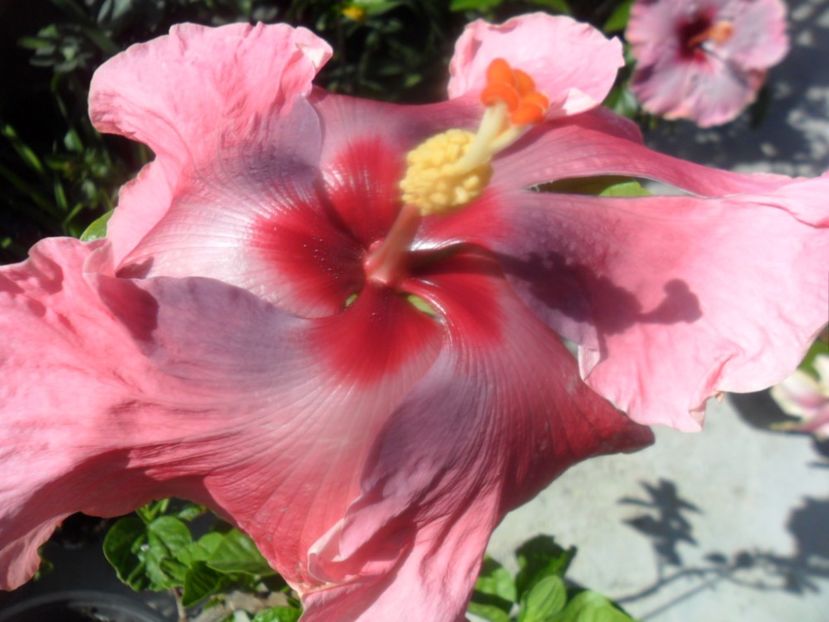  - Tahitian Purple Odisey