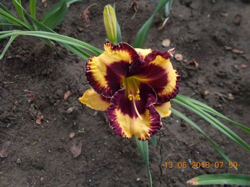 open my eyes-11,5 - Hemerocallis 2018