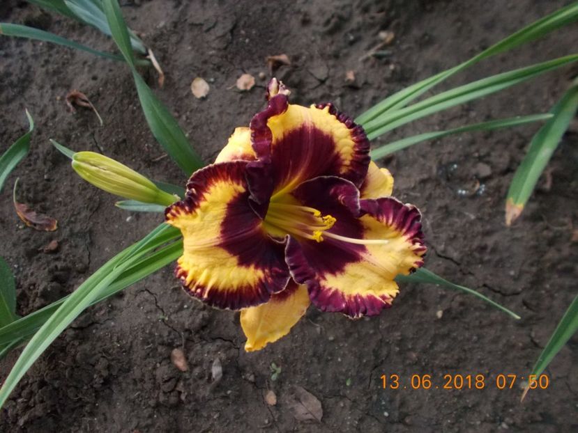  - Hemerocallis 2018