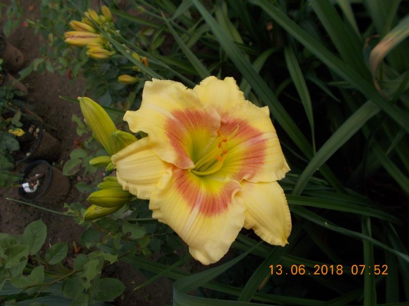 spits beaute-5,11 - Hemerocallis 2018