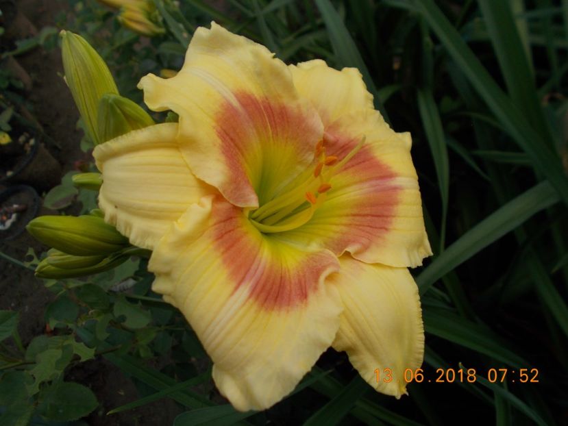  - Hemerocallis 2018
