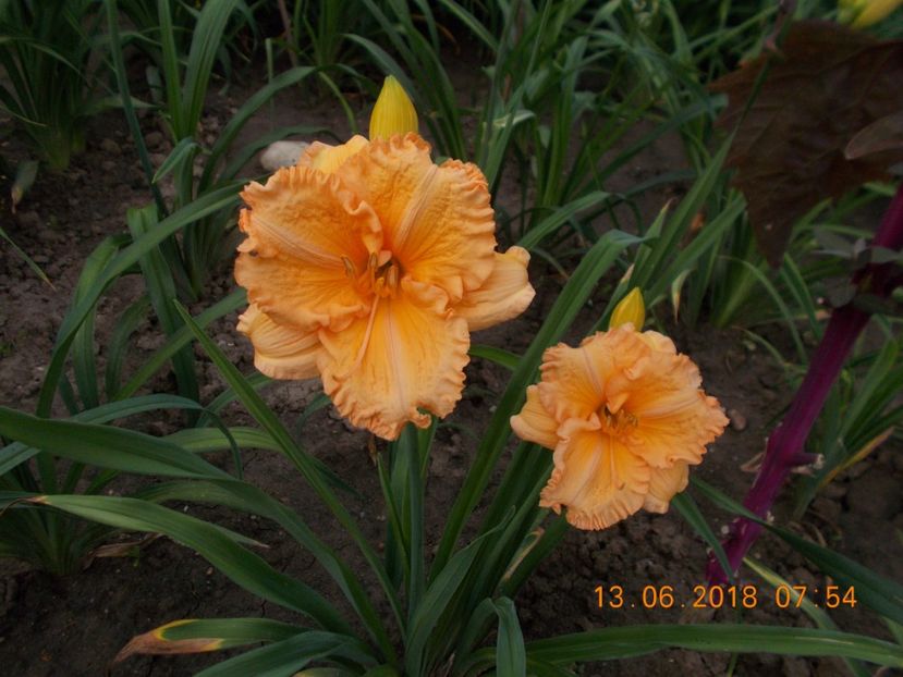 siloam orange splash-3,3 - Hemerocallis 2018