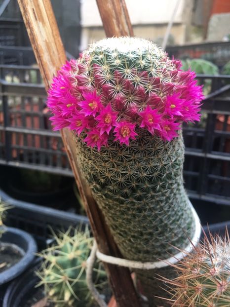  - CACTUSI rog identificare