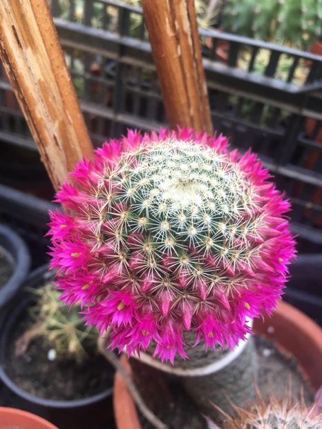  - CACTUSI rog identificare