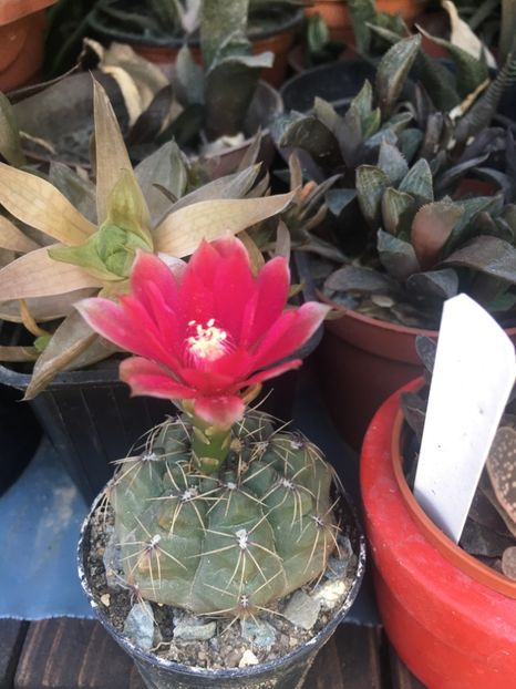  - CACTUSI rog identificare