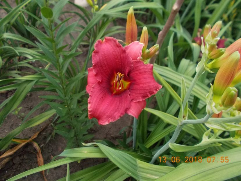 siloam show girl-5,6 - Hemerocallis 2018