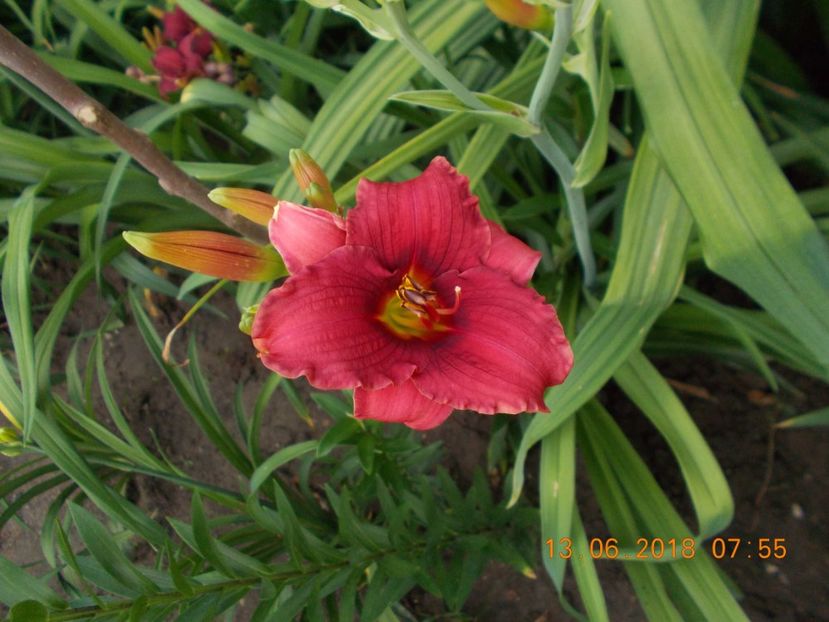  - Hemerocallis 2018