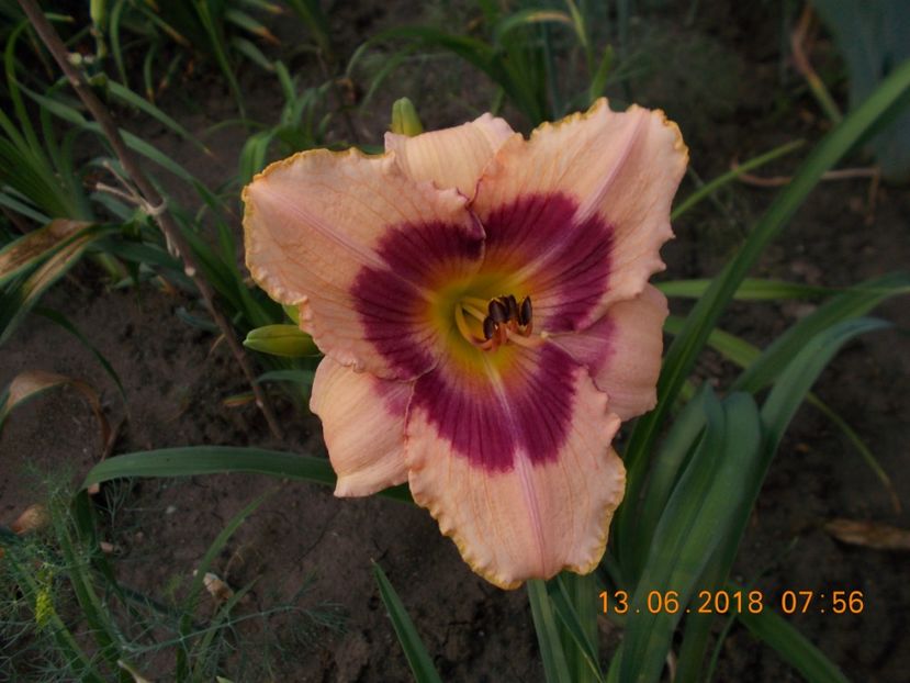 wineberry candy-10,4 ? - Hemerocallis 2018