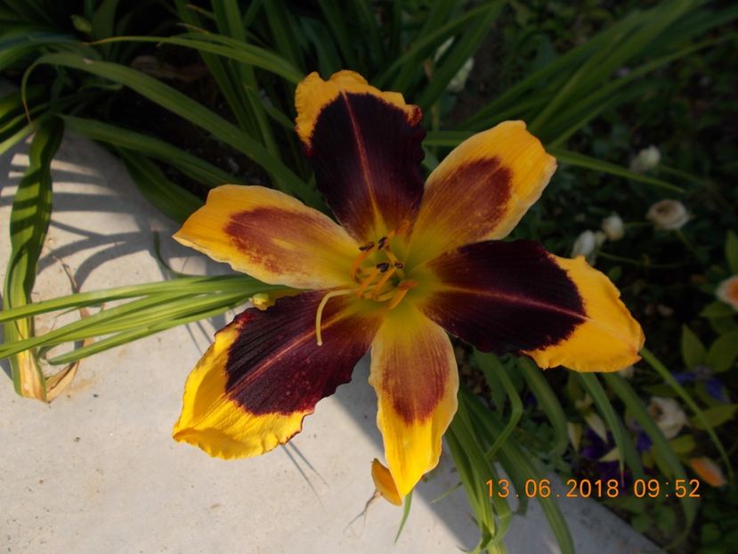 indian sky-4a - Hemerocallis 2018