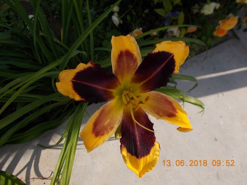  - Hemerocallis 2018
