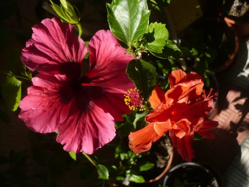 P1370990 - HIBISCUSI 2018-2