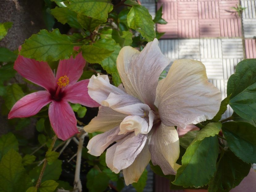 P1370993 - HIBISCUSI 2018-2