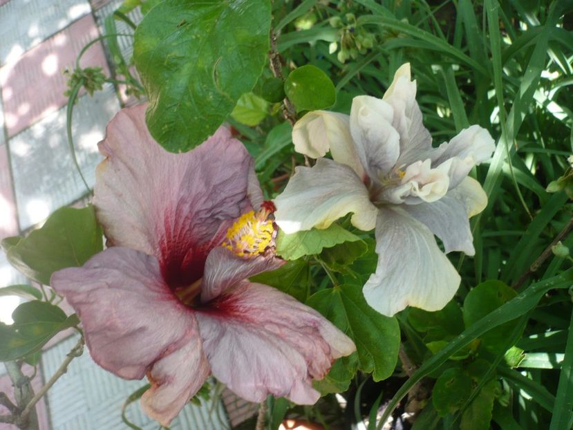 P1370997 - HIBISCUSI 2018-2