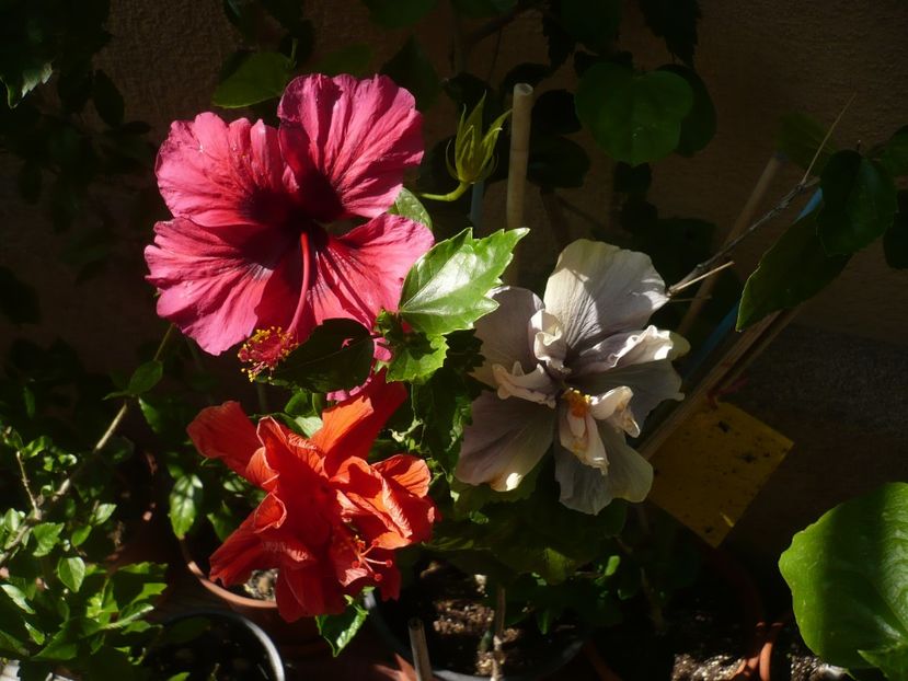 P1370999 - HIBISCUSI 2018-2