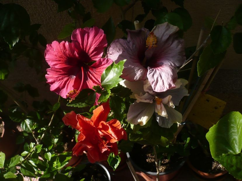 P1380001 - HIBISCUSI 2018-2