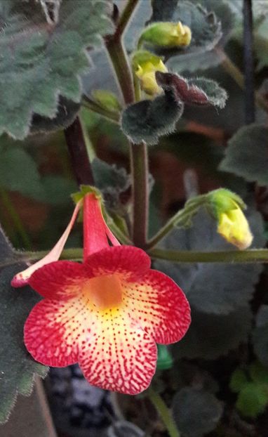 Northwoods Sunburst - 09 Achimenes 2018