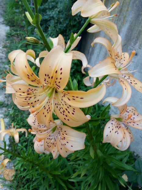 Crem cu picatele-durabil - A CRINI 2018