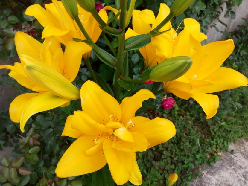 Fata Morgana - A CRINI 2018