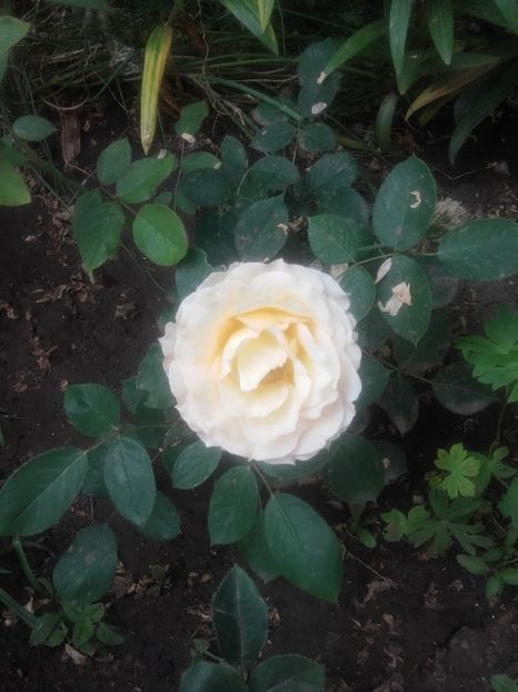 Jalitah - Gradina-2018