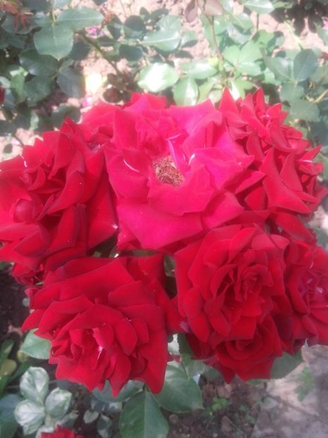 Nicolo paganini - Gradina-2018