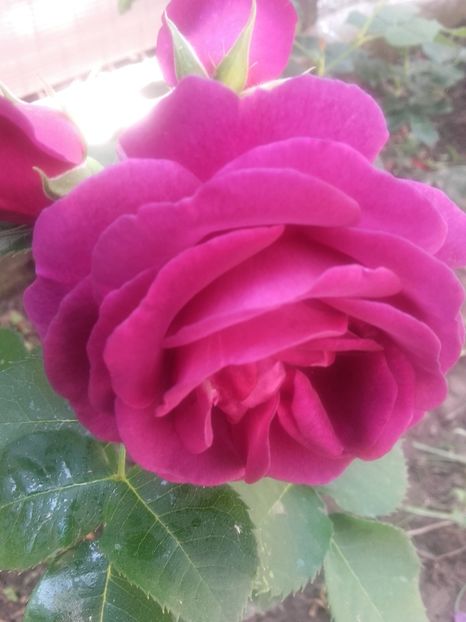 Minerva - Gradina-2018