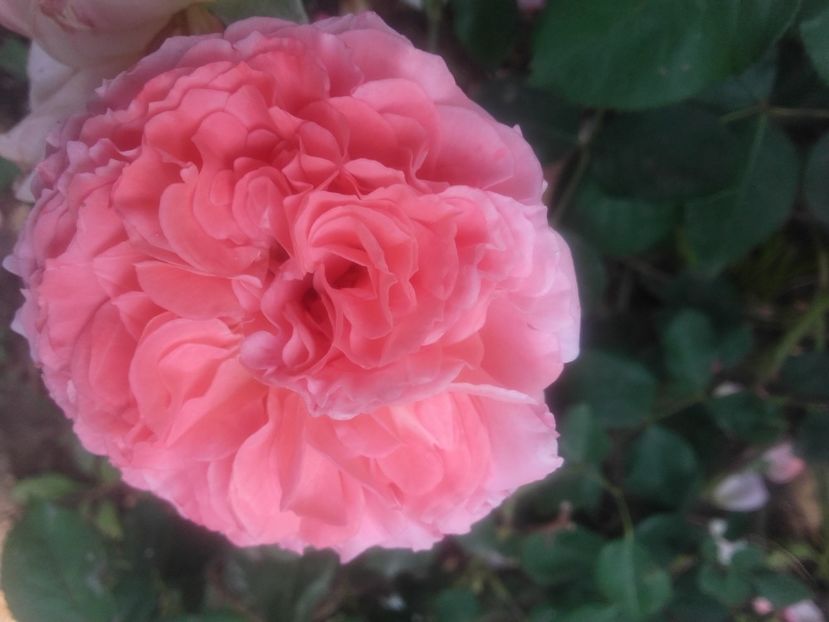 Laurent cabrol - Gradina-2018