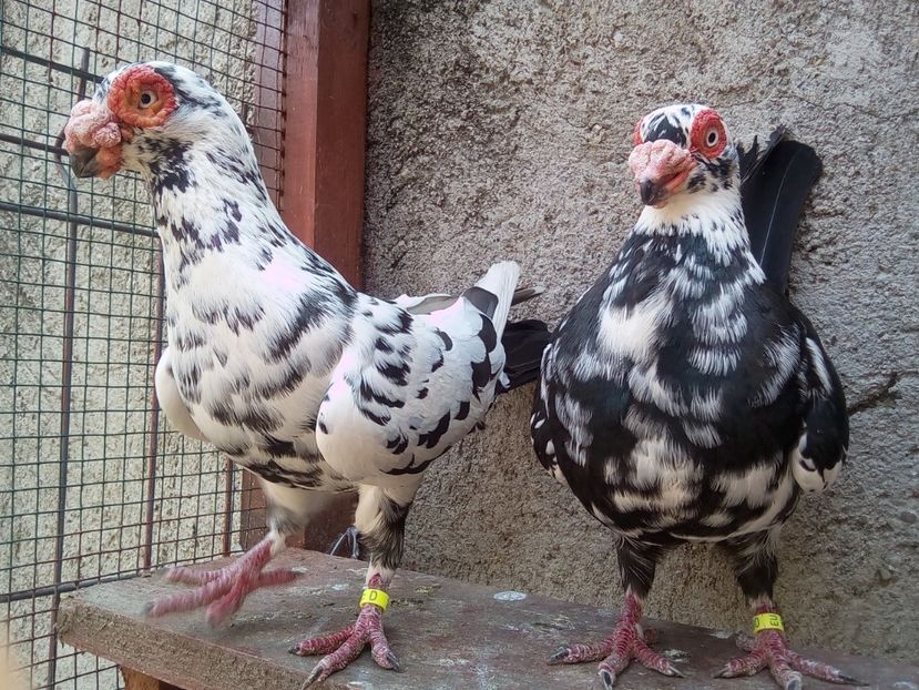 MF - 2017 - Carunculați 2018