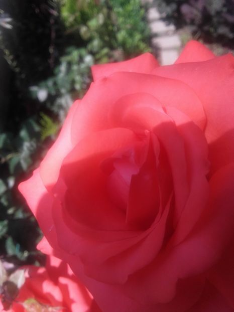 Holstein perle - Gradina-2018