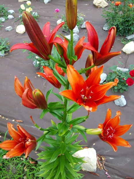 Sphinx - A CRINI 2018