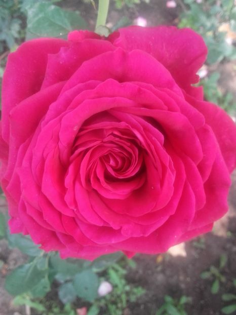 Botero - Gradina-2018