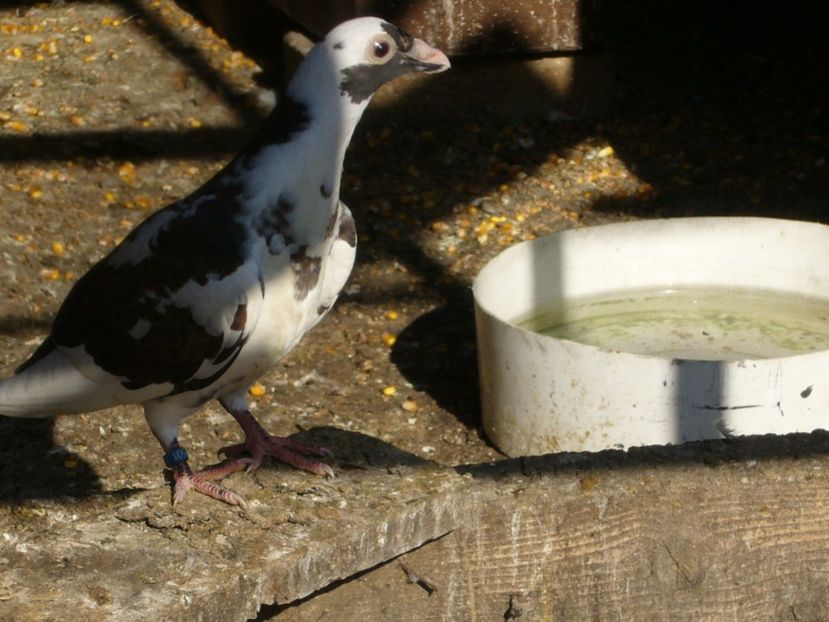 P1070283 - porumbei dragon