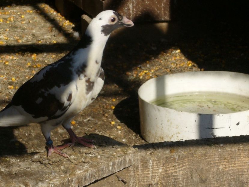 P1070284 - porumbei dragon