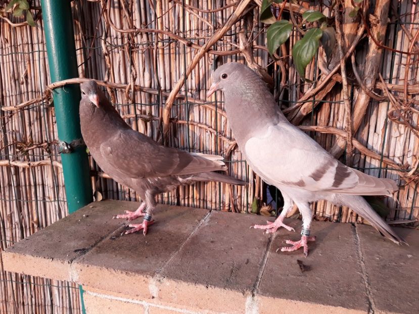 1_1 horseman puri - 2018_Pui