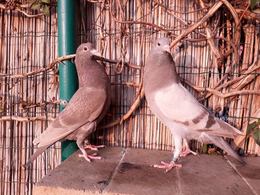 1_1 pereche - 2018_Pui