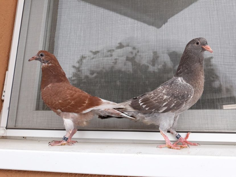 2_1 inele: 56,57 (2017) - 2018_Pui