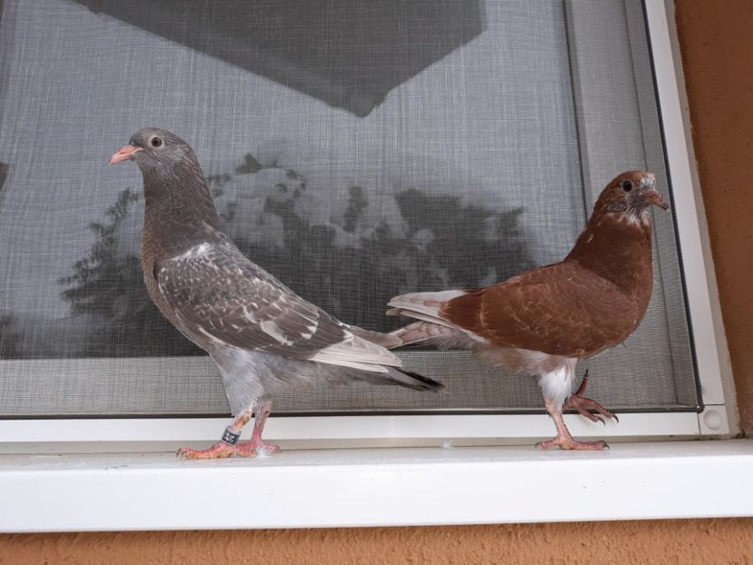 2_1 femele - 2018_Pui