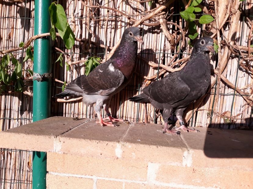 4_1 horseman - 2018_Pui